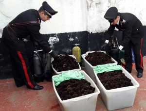 I ricci di mare sequestrati dai carabinieri