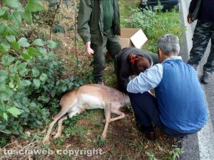 Strada provinciale Valle di Vico - Il daino ferito in seguito all'incidente