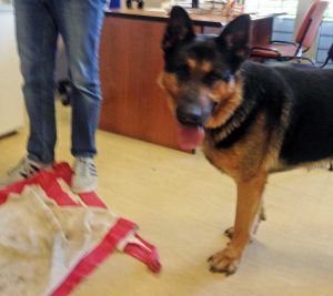 Pastore tedesco trovato sulla Cimina