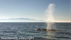 Una delle due balene avvistate all'Argentario