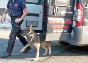 Carabinieri cinofili