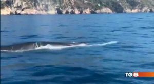 Il video delle balene finito sul Tg5 nell'edizione serale del 21 ottobre