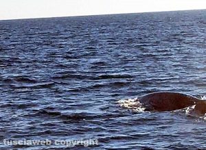 Balena nel porto di Civitavecchia