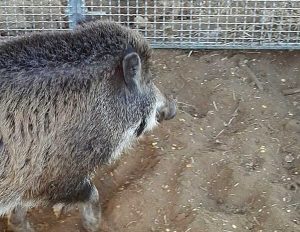 Un cinghiale catturato
