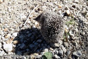 Viterbo - Un simpatico riccio a spasso per Riello