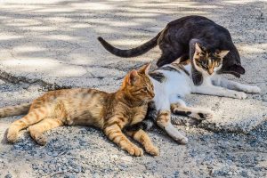 Gatti