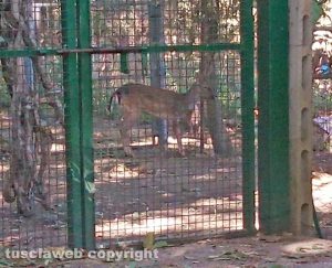 Carletto il daino rimasto ferito in un incidente