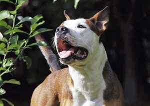 Un pitbull - Foto di repertorio