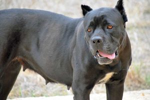 Un pitbull