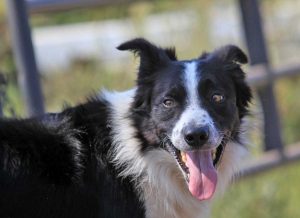 Un Border Collie