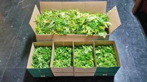 Orte - Le piante di marijuana sequestrate dai carabinieri