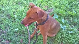 Jack, il cucciolo smarrito a Pianoscarano
