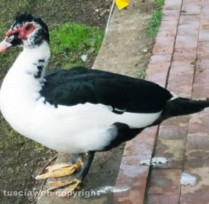 Tuscania - Una papera all'istituto comprensivo Ildovaldo Ridolfi