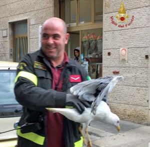 Civitavecchia - Il gabbiano liberato dai pompieri