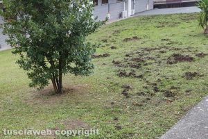 Viterbo - Impronte di cinghiali in un giardino di via I maggio