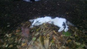 Un gatto ucciso col veleno a Civitella D'Agliano