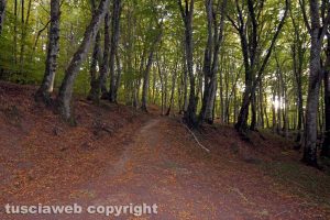 Il bosco di Montefogliano