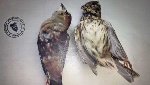 I volatili abbattuti