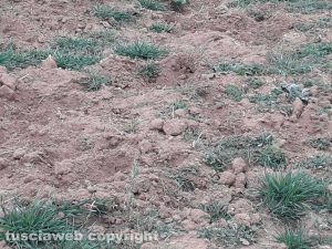 Marta - I cinghiali devastano i campi dell'azienda agricola Le Macine