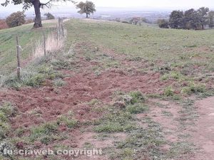 Marta - I cinghiali devastano i campi dell'azienda agricola Le Macine