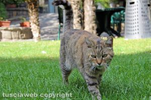 Gatto