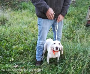 Valentano - La cagnolina salvata