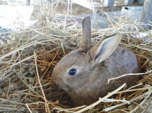 Coniglio leprino viterbese