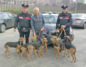 I cani ritrovati dai carabinieri di Bracciano