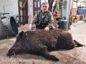 Monte Romano - Il cinghiale catturato da Massimo Cornacchia