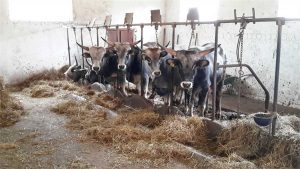 Fattorie aperte nel Lazio