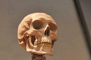 Un cranio