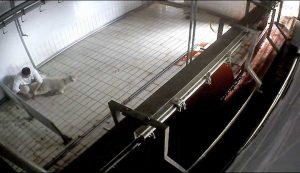 Viterbo - Gli agnelli nel mattatoio ripresi dalle telecamere di Animal Equality