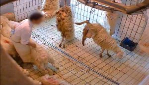 Viterbo - Gli agnelli nel mattatoio ripresi dalle telecamere di Animal Equality