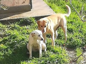 Viterbo - Due labrador trovati a Tobia