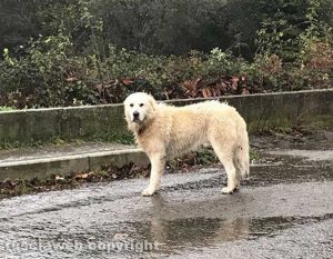 Il cane che vaga da giorni in strada Respoglio
