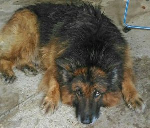 Cane trovato a Tobia