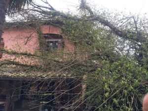 Sutri - Albero piomba su una casa