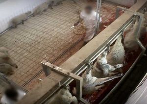 Viterbo – Gli agnelli nel mattatoio ripresi dalle telecamere di Animal Equality