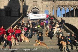 Viterbo - La città invasa dai golden retriever