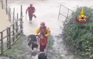 Terni - I vigili del fuoco salvano 5 pony