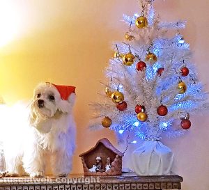 Un cane vicino all'albero di Natale