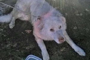 Montalto di Castro - Il cane trovato lungo la Castrense
