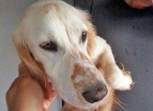 Il cane adottato