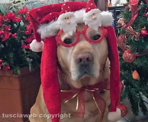 Un cane vestito da Babbo Natale