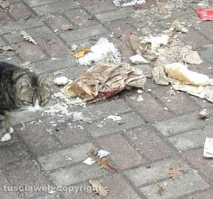 Valentano - Villaggio i Felceti nel degrado