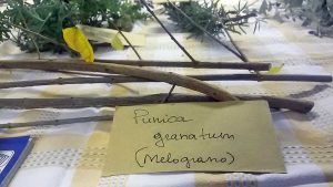 Corso di giardinaggio all'associazione Click