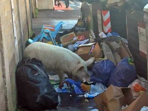 Roma - Un maiale tra i rifiuti