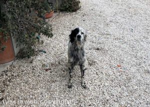 Il cane trovato a Riello