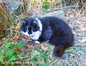 Vitorchiano - Daisy, la gattina cieca che si è smarrita