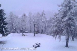 Neve